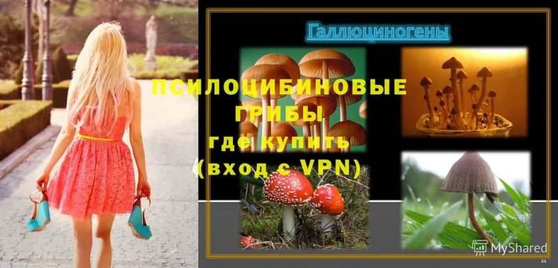 Псилоцибиновые грибы Psilocybe  цены наркотик  Белокуриха 